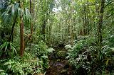 DOMINICA - Morne Trois Pitons National Park Foresta